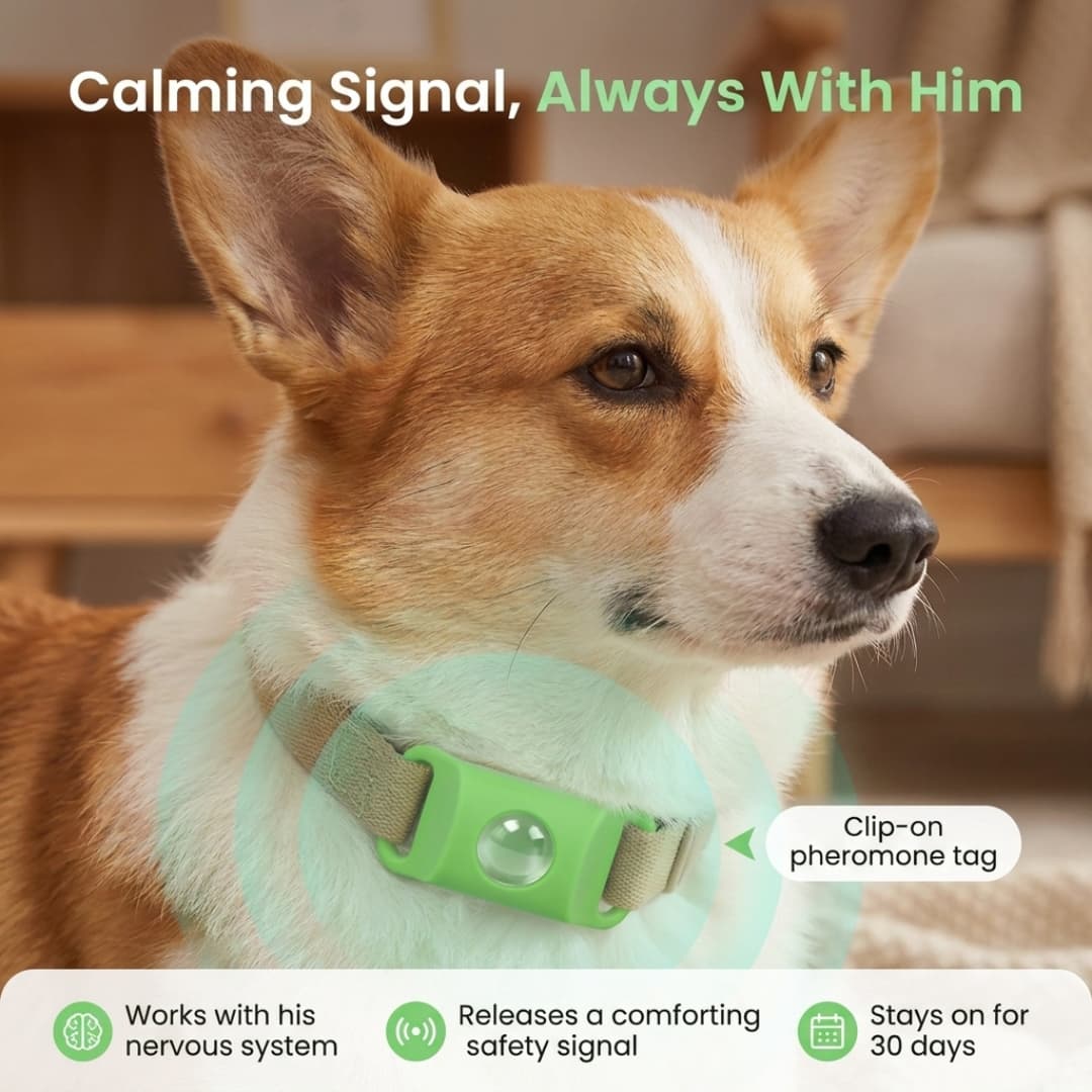 Calming Pheromone Tag